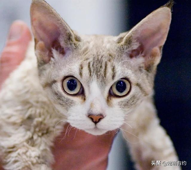 ​德文卷毛猫，著名电影形象E.T.就是根据它设计而成的