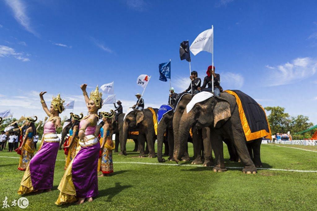 看泰国大象马球锦标赛,这比赛真是太有姿色了!