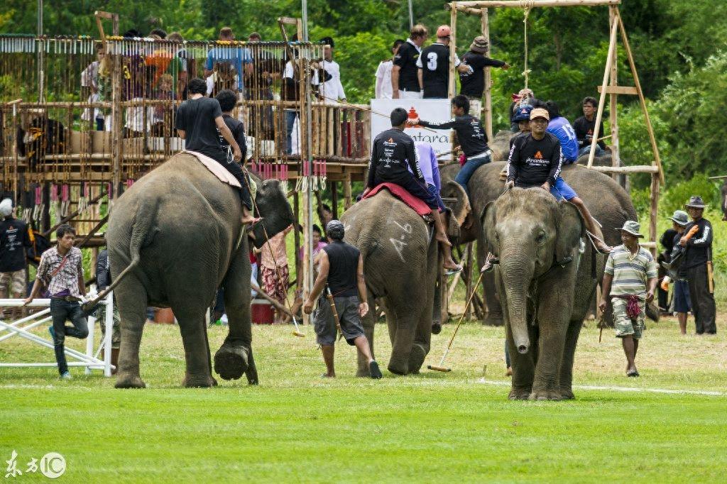 看泰国大象马球锦标赛,这比赛真是太有姿色了!