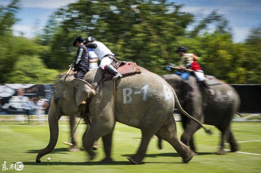 看泰国大象马球锦标赛,这比赛真是太有姿色了!