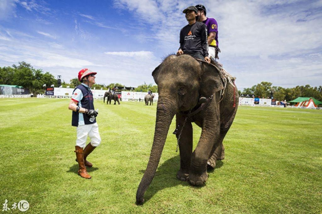 看泰国大象马球锦标赛,这比赛真是太有姿色了!