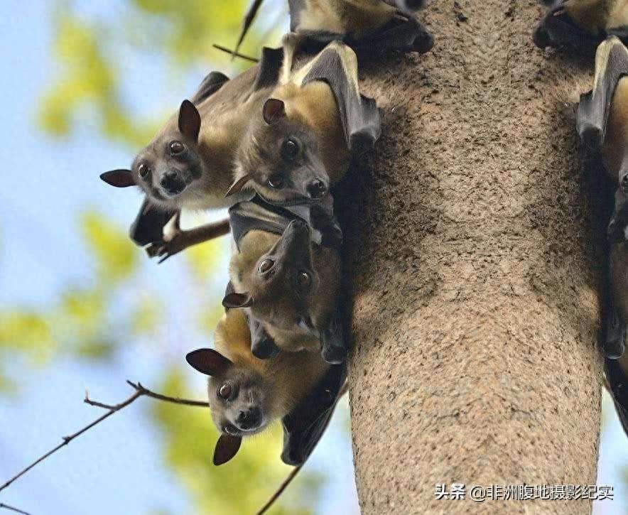 果蝠，带毒的飞行家