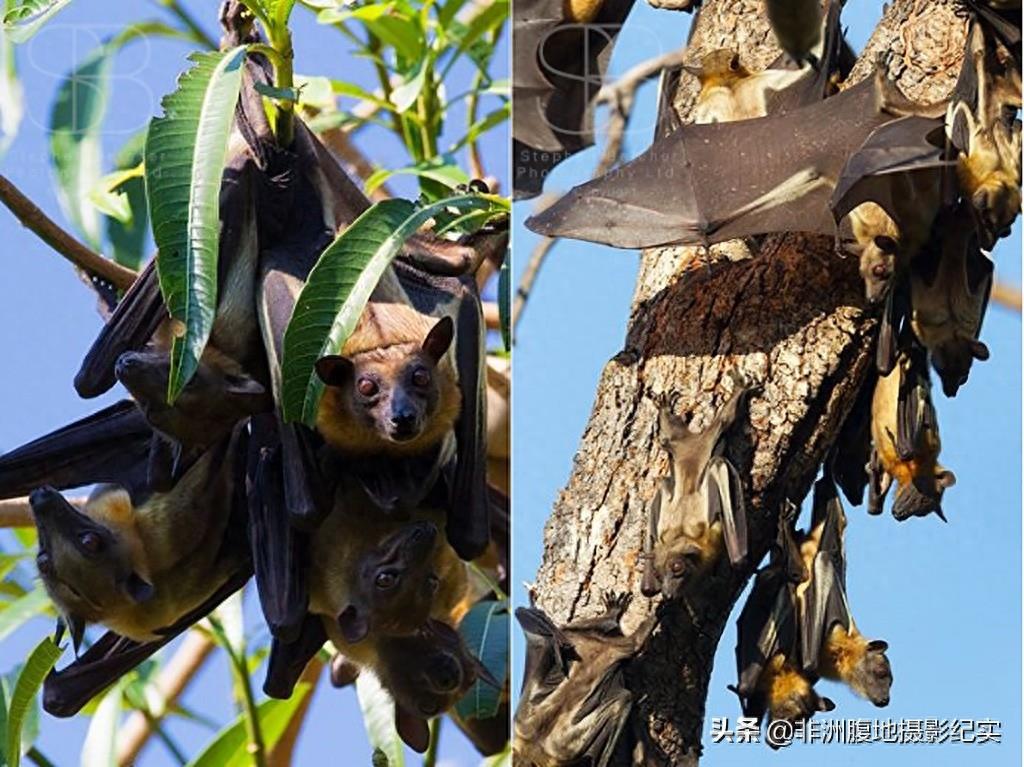 果蝠，带毒的飞行家