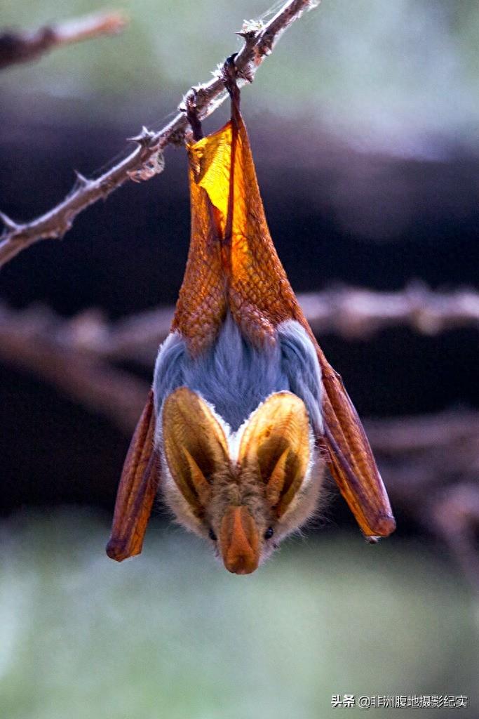 果蝠，带毒的飞行家