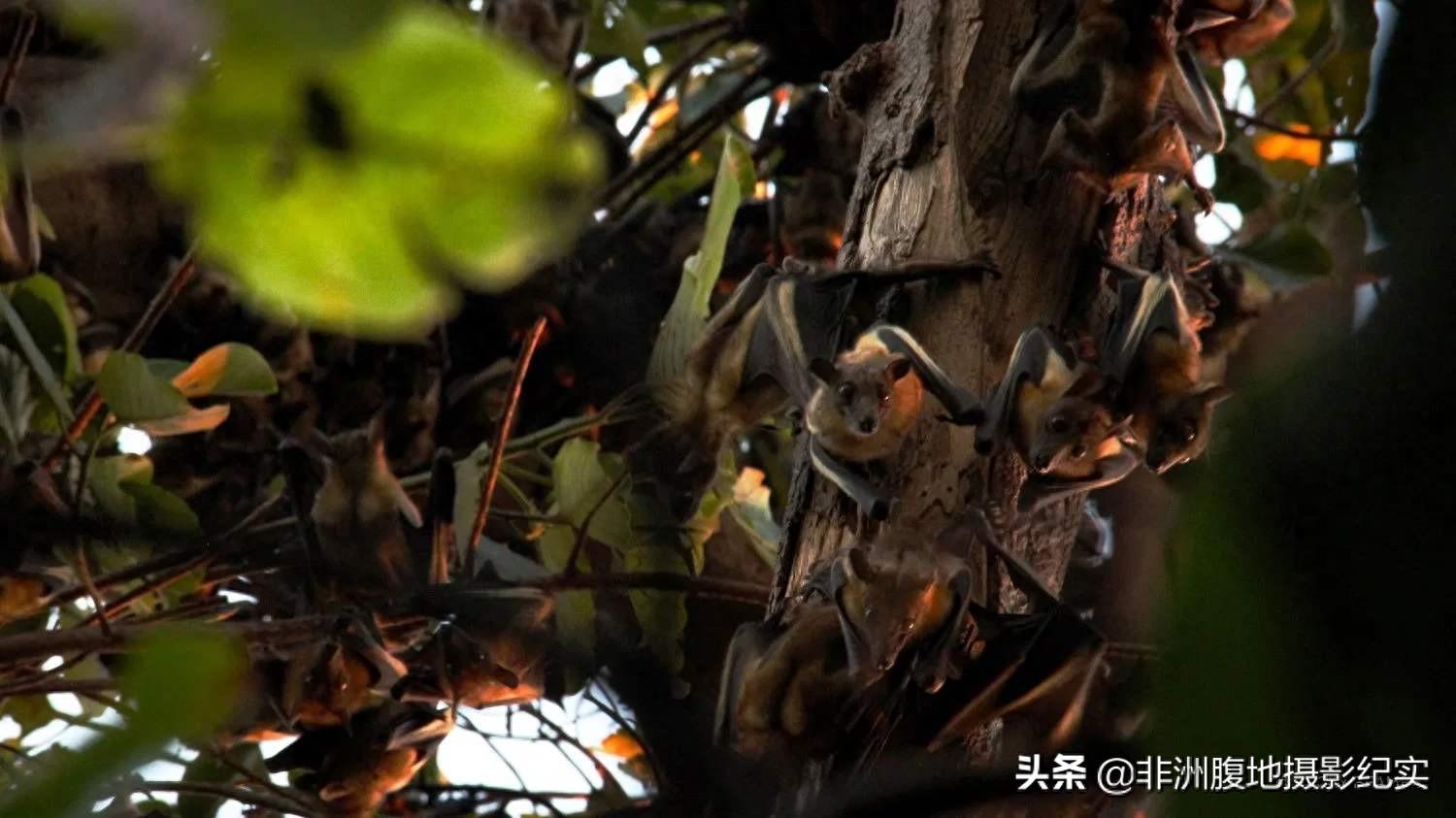 果蝠，带毒的飞行家