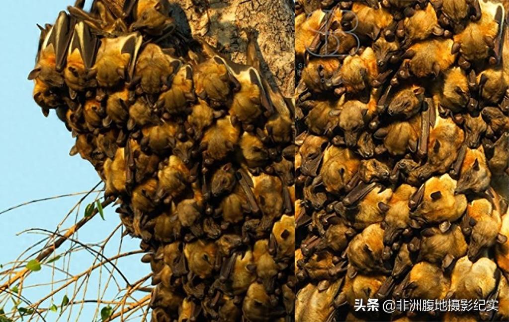 果蝠，带毒的飞行家