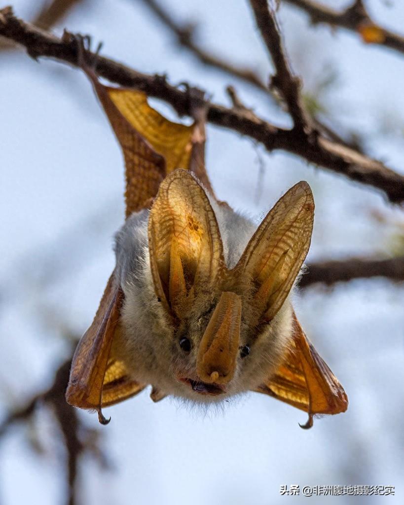 果蝠，带毒的飞行家