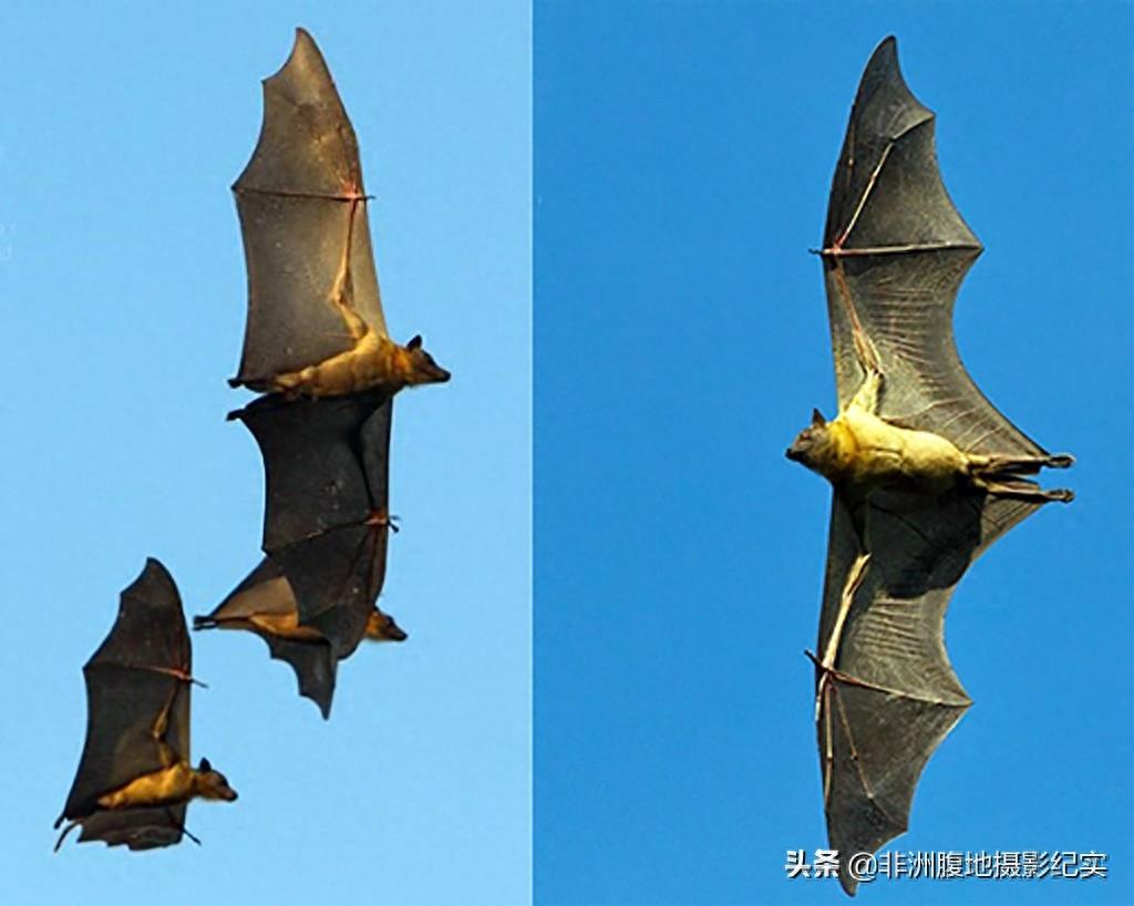 果蝠，带毒的飞行家