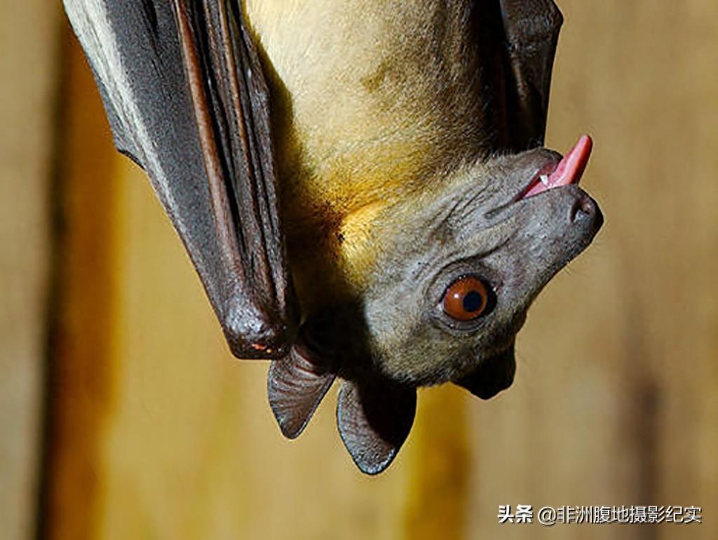 果蝠，带毒的飞行家