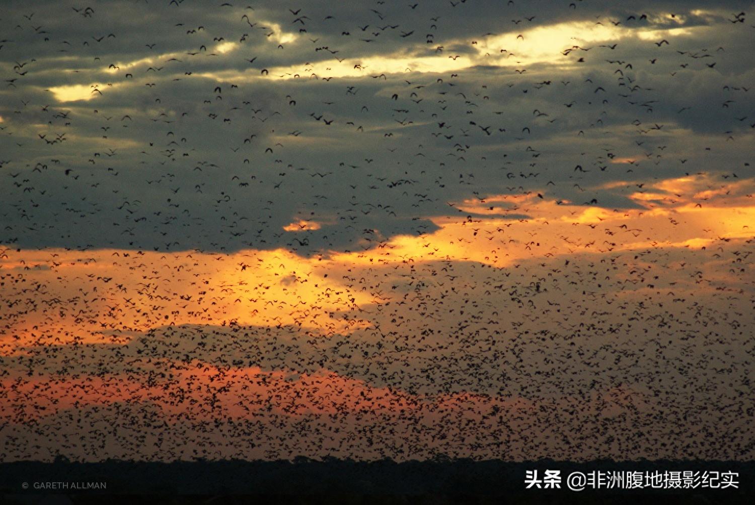果蝠，带毒的飞行家