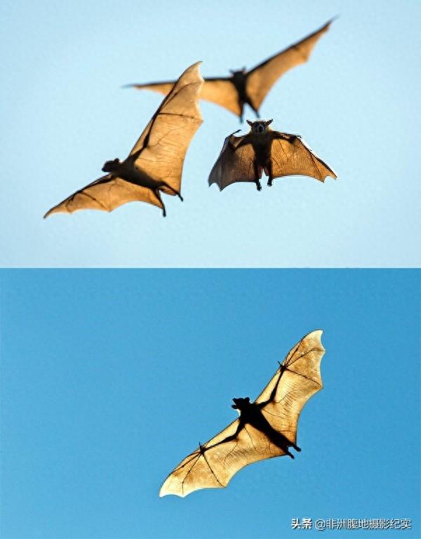 果蝠，带毒的飞行家