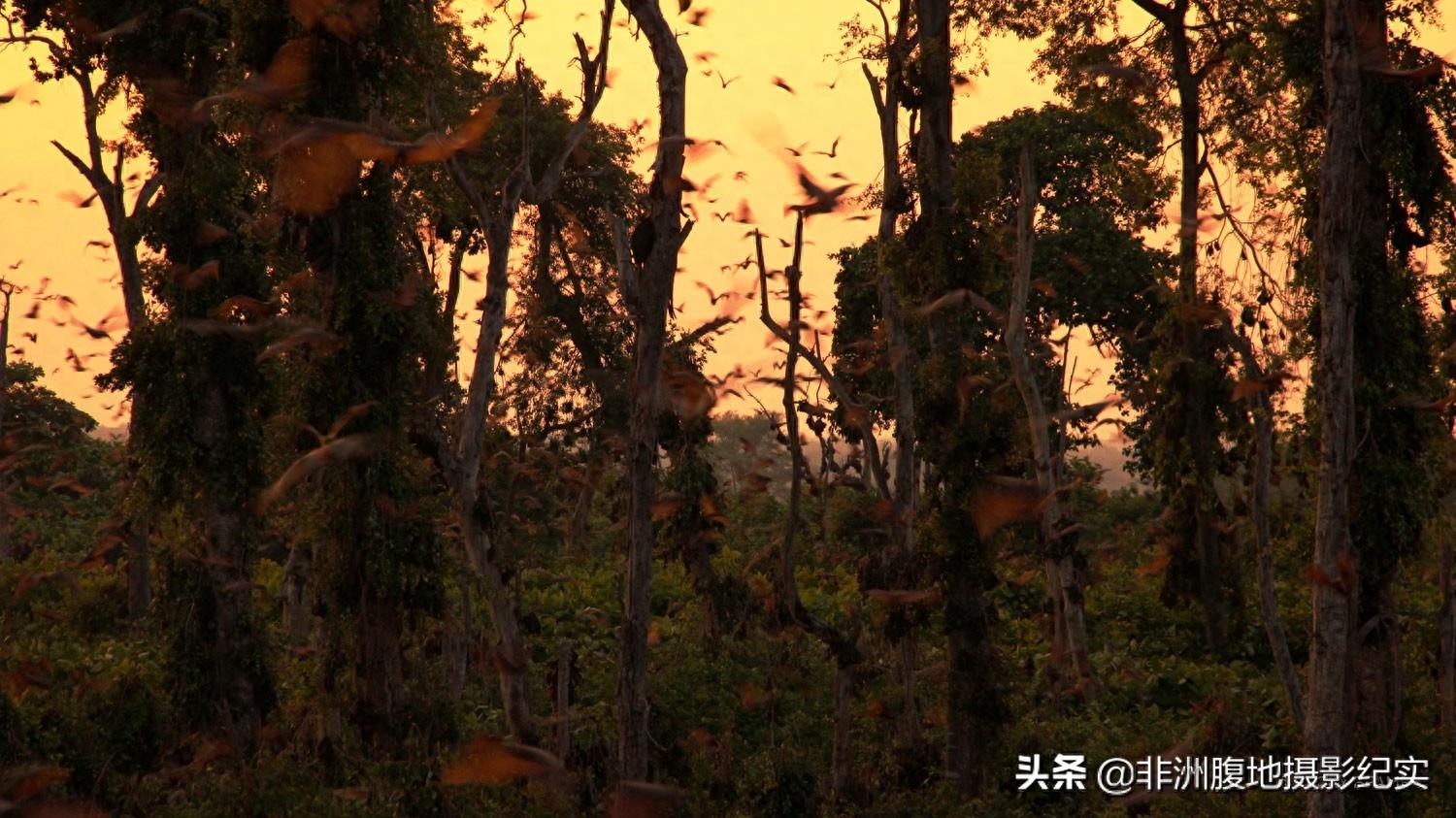 果蝠，带毒的飞行家