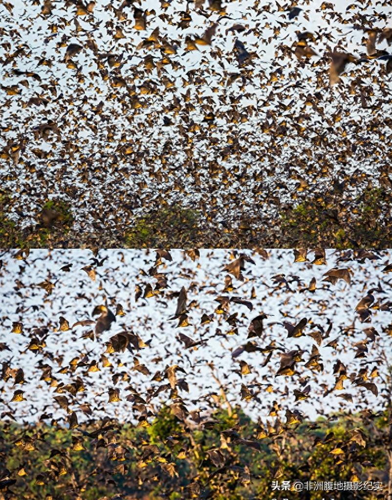 果蝠，带毒的飞行家
