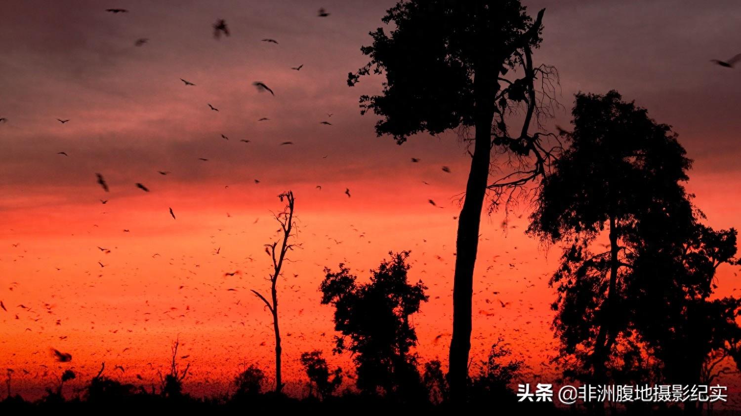 果蝠，带毒的飞行家