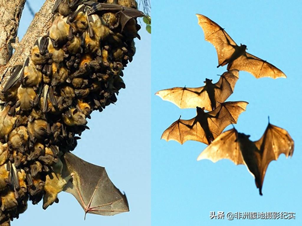 果蝠，带毒的飞行家