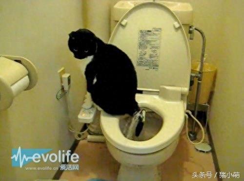 国人都去疯抢的日本马桶盖究竟有多神?